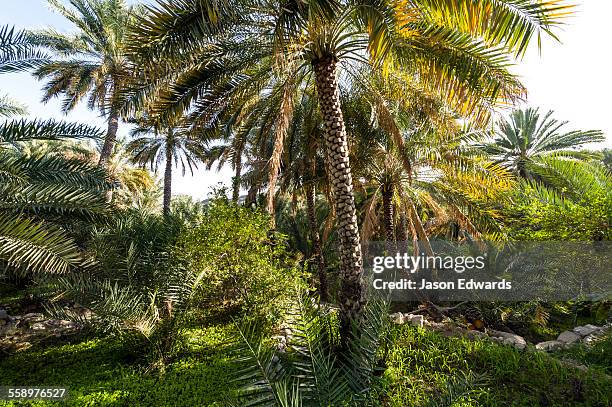 a date palm tree growing on an irrigated agricultural terrace in an ancient desert village. - date palm tree stock pictures, royalty-free photos & images