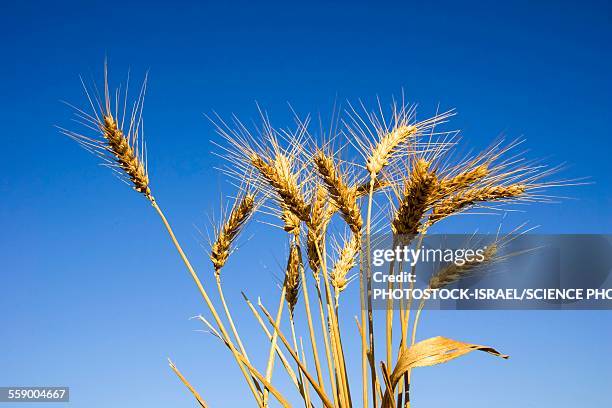 wheat stalks - pflanzenstängel stock-fotos und bilder