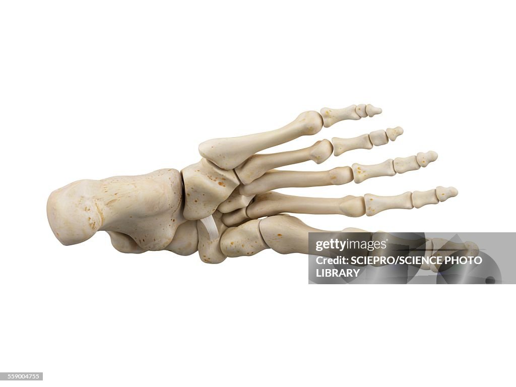 Foot Front Human Foot Anatomy Illustration High-Res Vector Graphic - Getty Images