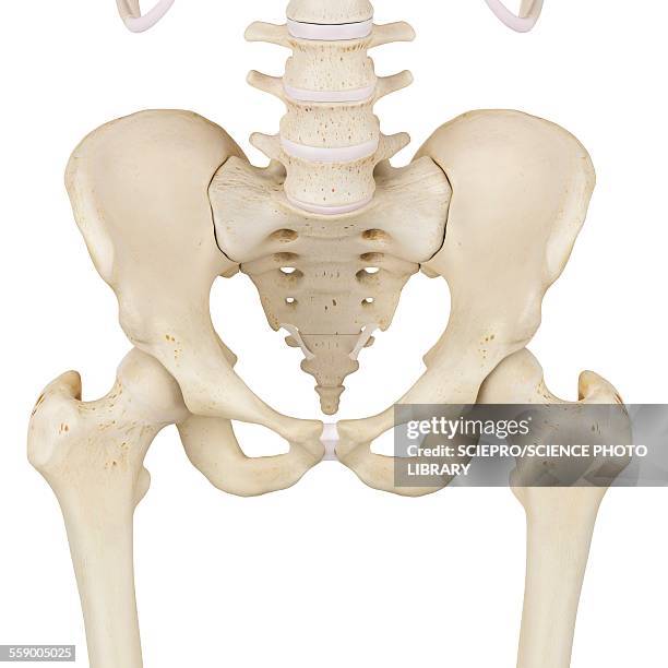 human pelvis bones, illustration - pelvis stock illustrations