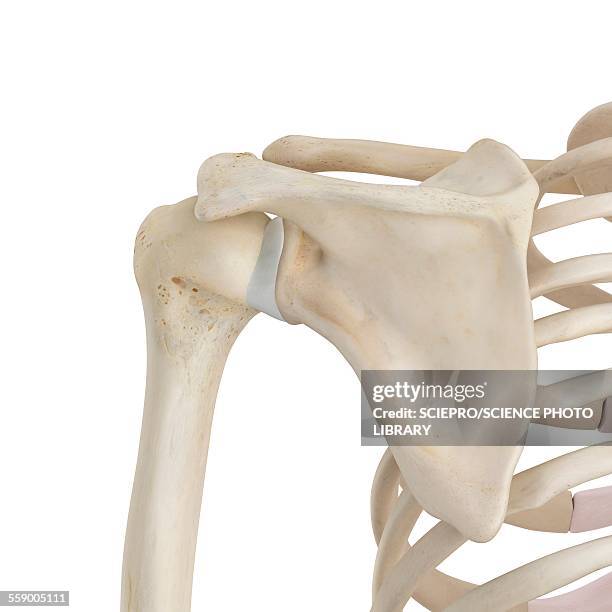 human shoulder bones, illustration - scapula stock illustrations