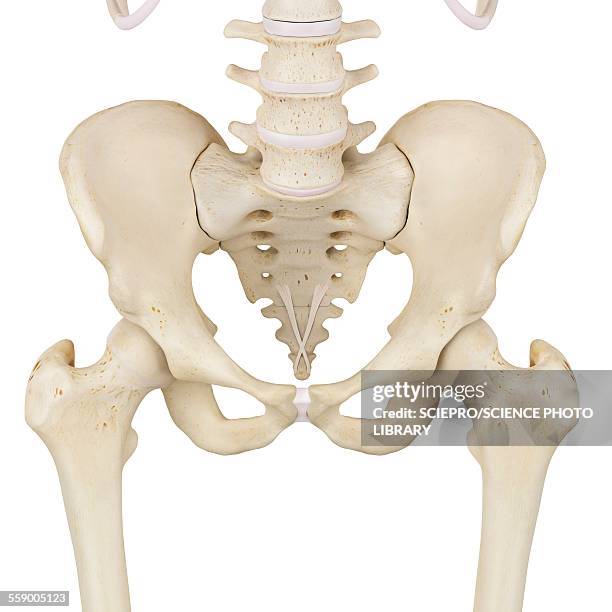 Pelvis In Human Human Pelvis Bones Illustration High-Res Vector Graphic - Getty Images