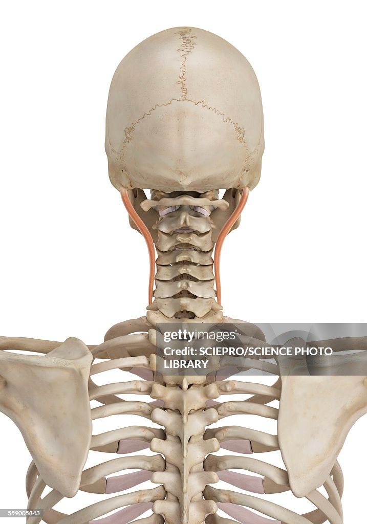 Human Neck Muscles Illustration High Biology Diagrams