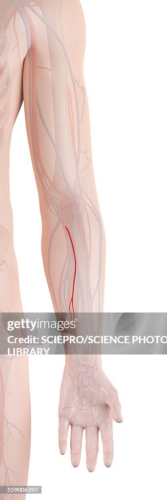 Human arm artery, illustration