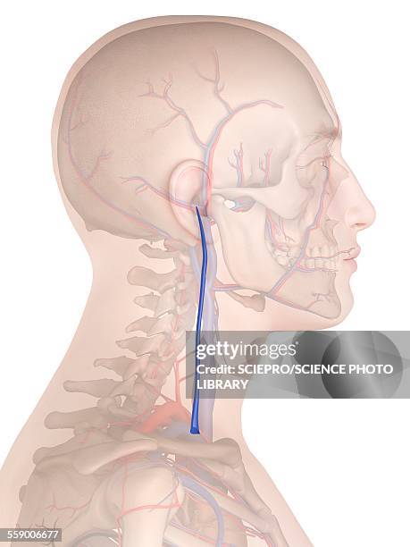 ilustraciones, imágenes clip art, dibujos animados e iconos de stock de human vein, illustration - vena yugular