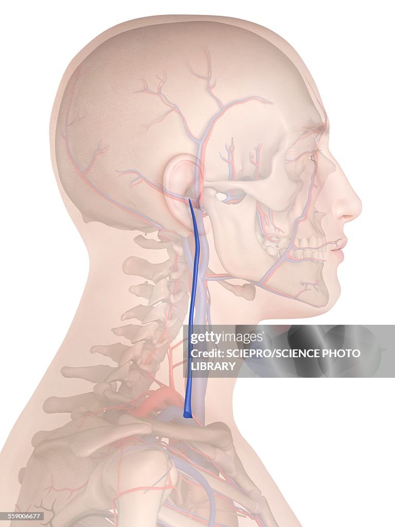 Human vein, illustration