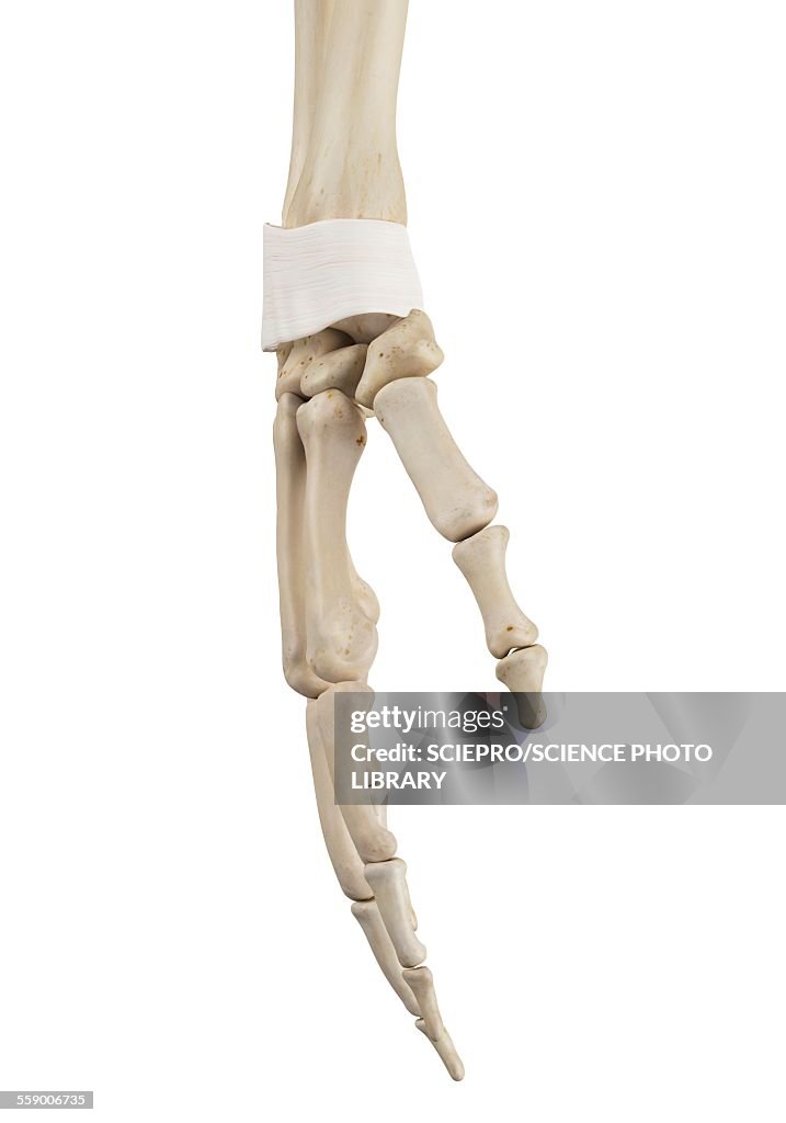 Hand Body Human Hand Anatomy Illustration High-Res Vector Graphic - Getty Images