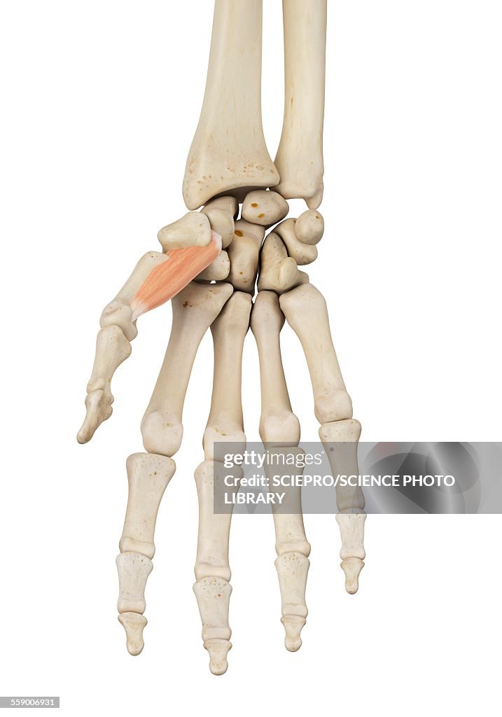 Human hand anatomy, illustration