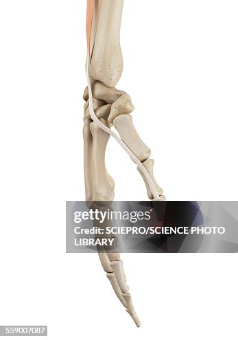 Human Male Hand Human Hand Anatomy Illustration High-Res Vector Graphic - Getty Images