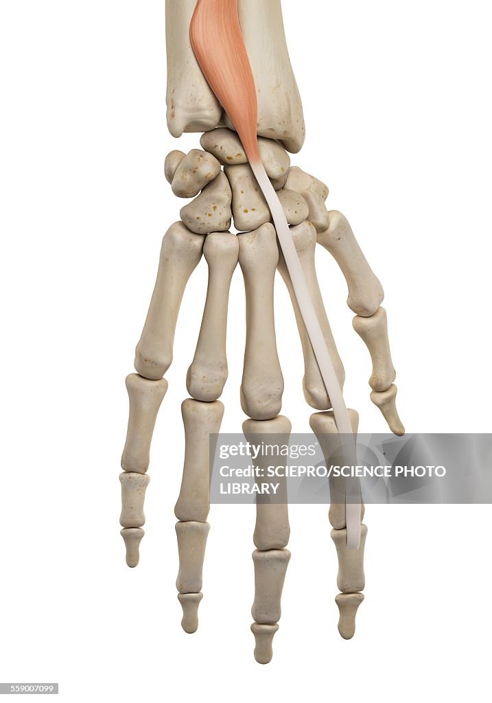 Human hand anatomy, illustration