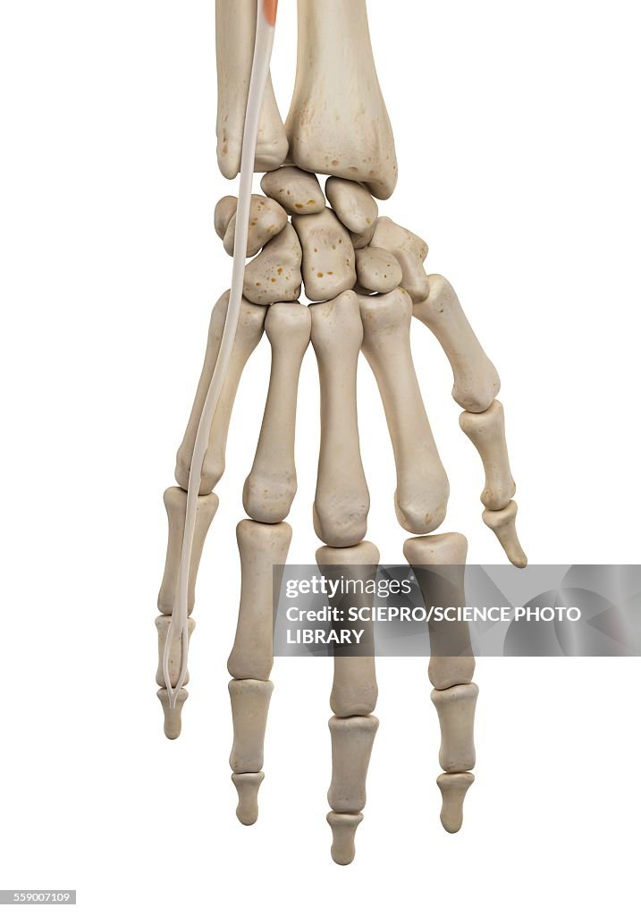 Human hand ligaments, illustration
