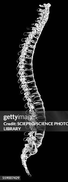human spine, illustration - vertebrae stock illustrations