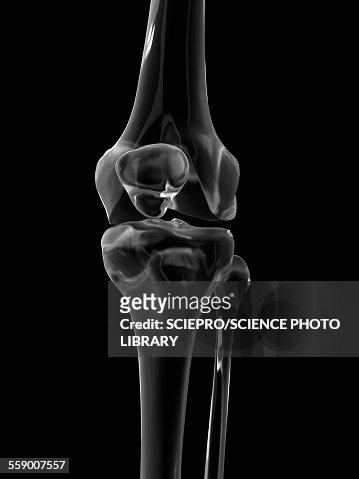 Human Knee Joint Illustration High-Res Vector Graphic - Getty Images