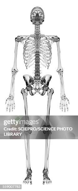 human skeletal system, illustration - human skeletal system stock illustrations