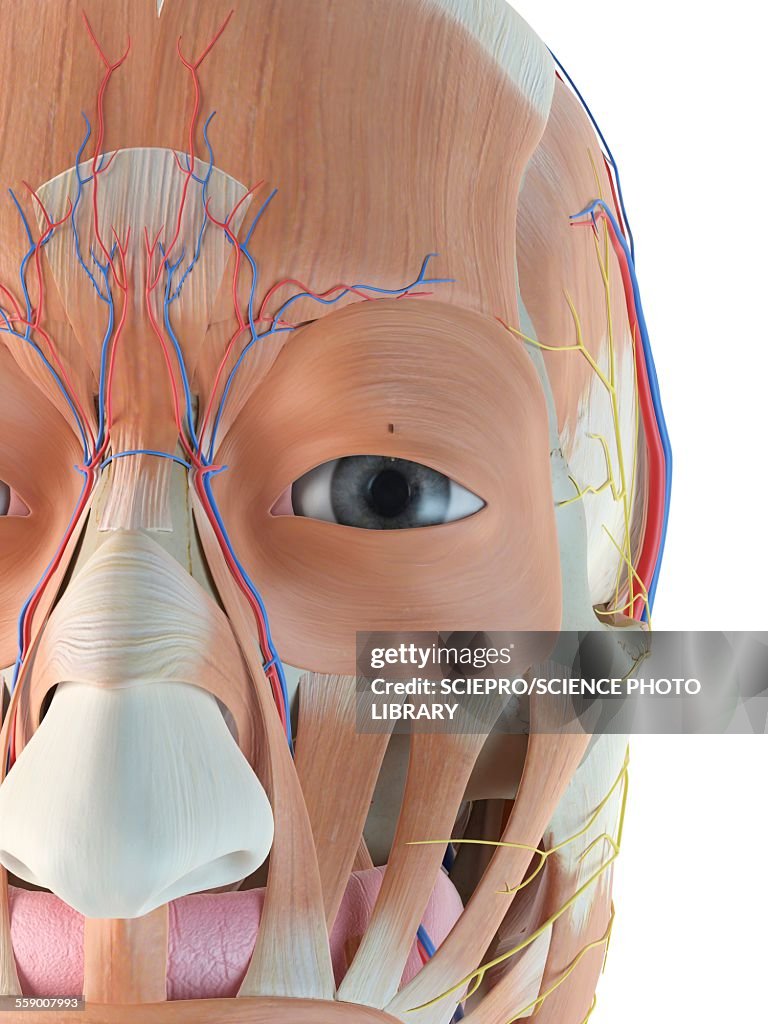 Fhuman Face Anatomy Of Human Face Illustration High-Res Vector Graphic - Getty Images