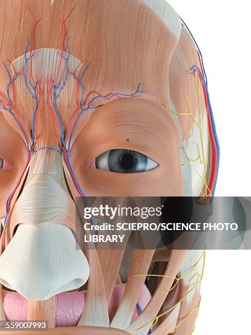 Fhuman Face Anatomy Of Human Face Illustration High-Res Vector Graphic - Getty Images