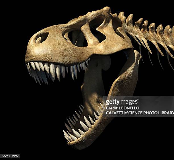 tyrannosaurus rex skull, illustration - tyrannosaurus rex stock-grafiken, -clipart, -cartoons und -symbole