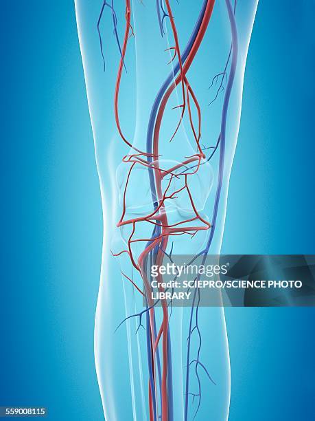 human vascular system, illustration - vascular plants stock illustrations