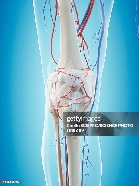 human vascular system, illustration - vascular plants stock illustrations