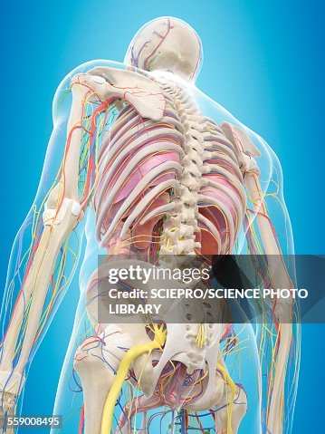 Human Back Anatomy Illustration High-Res Vector Graphic - Getty Images