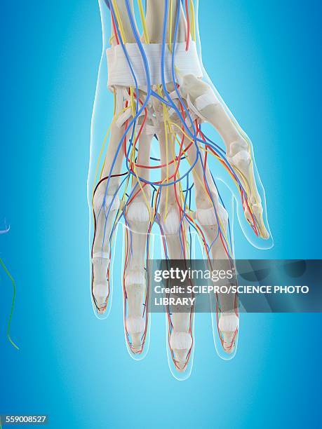 Hanmd Human Hand Anatomy Illustration High-Res Vector Graphic - Getty Images