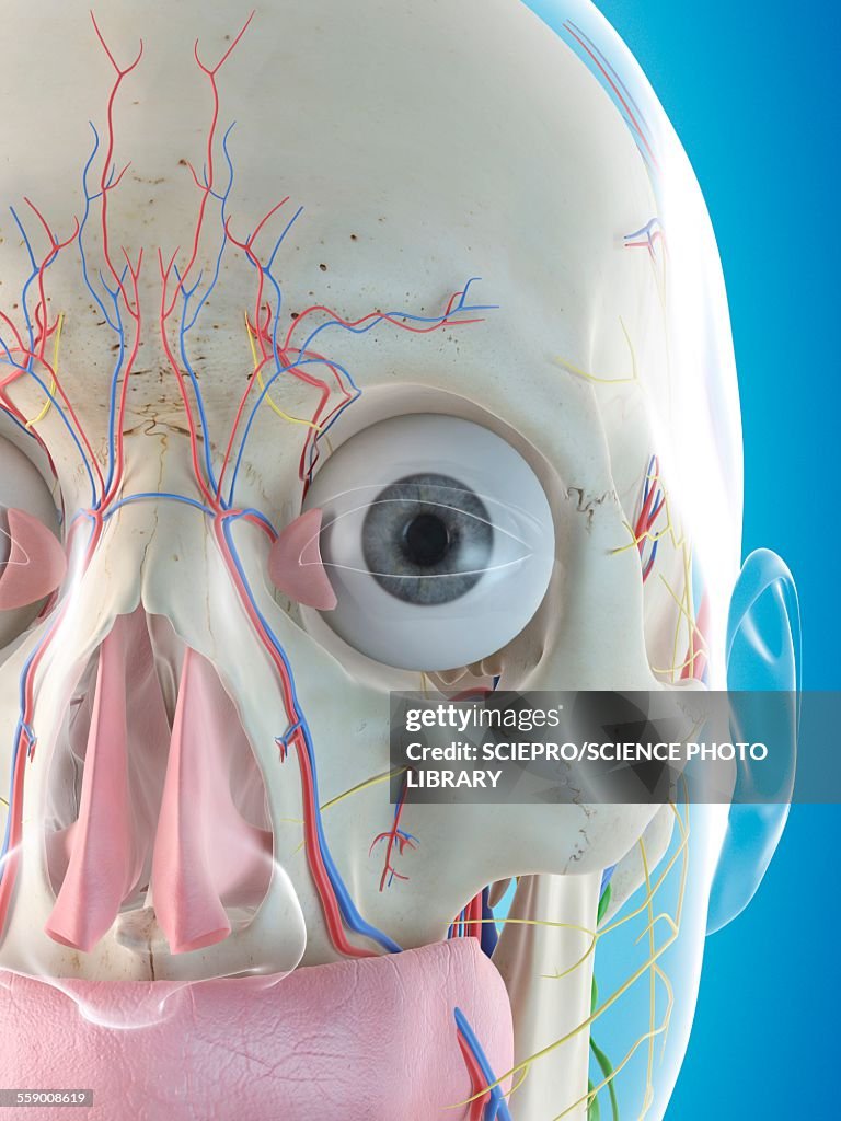 Fhuman Face Human Face Anatomy Illustration High-Res Vector Graphic - Getty Images