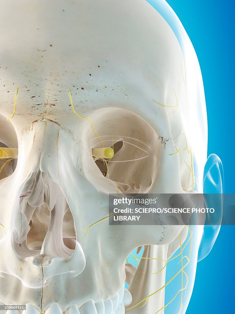 Human nervous system, illustration