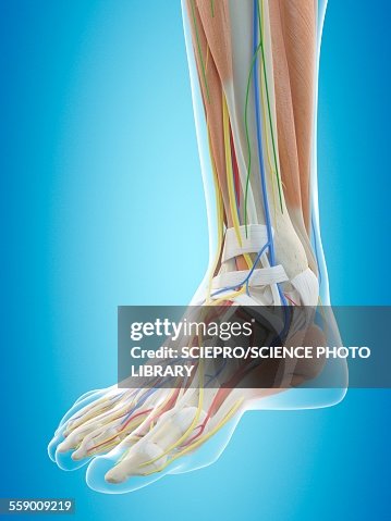 Foot Front Human Foot Anatomy Illustration High-Res Vector Graphic - Getty Images