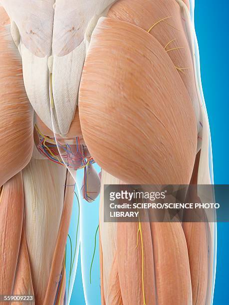 human buttock muscles, illustration - buttock stock illustrations