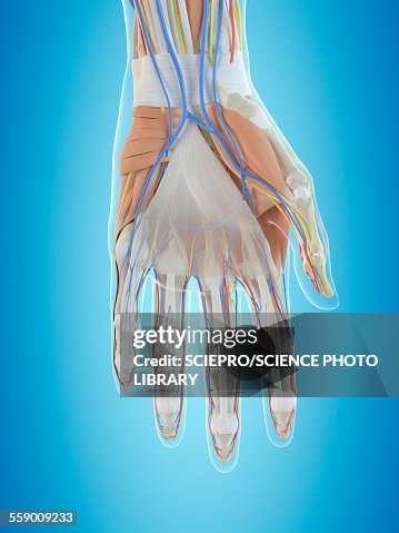 Human Male Hand Human Hand Anatomy Illustration High-Res Vector Graphic - Getty Images
