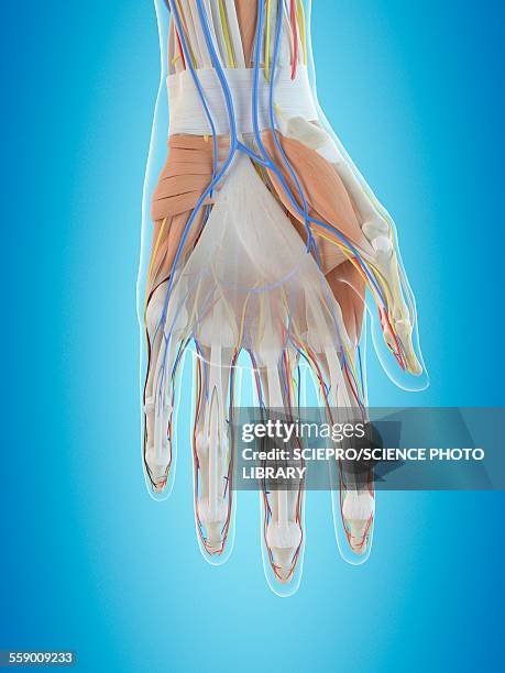 Haend Human Hand Anatomy Illustration High-Res Vector Graphic - Getty Images