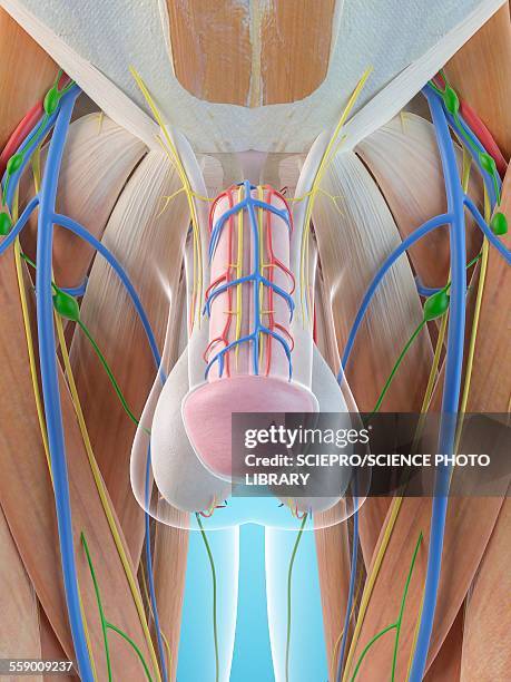 male penis anatomy, illustration - lymph node stock illustrations