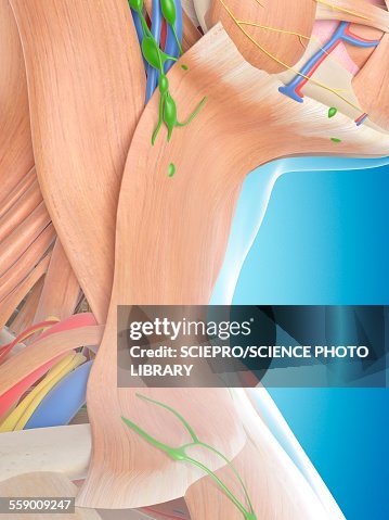 Neck Visual Human Neck Anatomy Illustration High-Res Vector Graphic - Getty Images