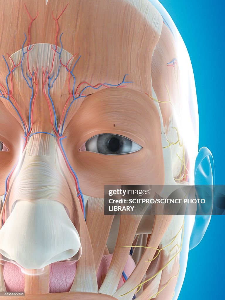 Fhuman Face Human Face Anatomy Illustration High-Res Vector Graphic - Getty Images