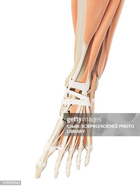 human foot anatomy, illustration - ligament stock illustrations