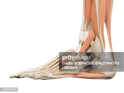 Foot Front Human Foot Anatomy Illustration High-Res Vector Graphic - Getty Images
