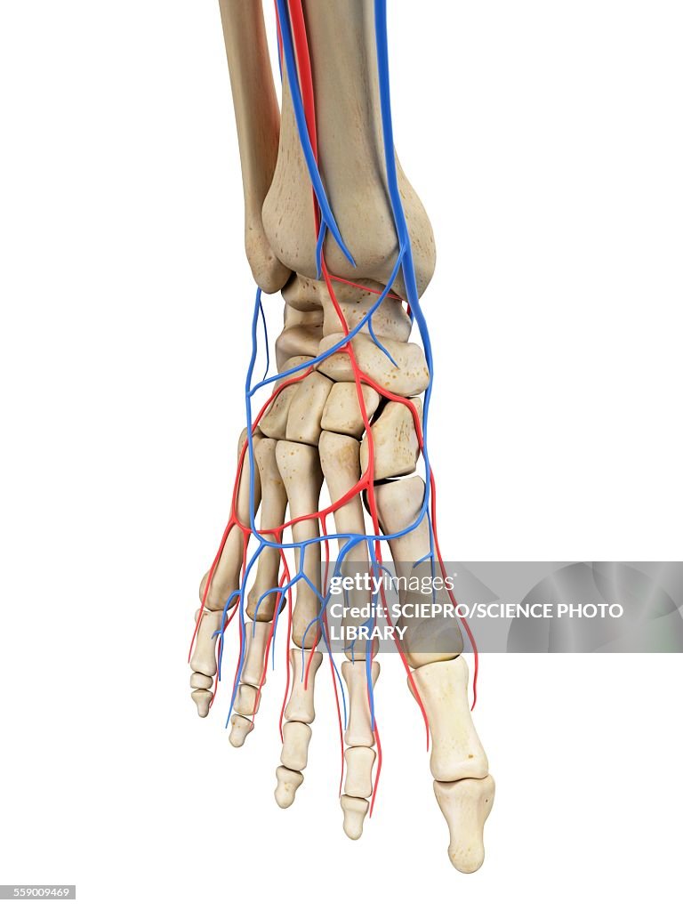 Foot Front Human Foot Anatomy Illustration High-Res Vector Graphic - Getty Images