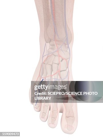 Foot Front Human Foot Anatomy Illustration High-Res Vector Graphic - Getty Images