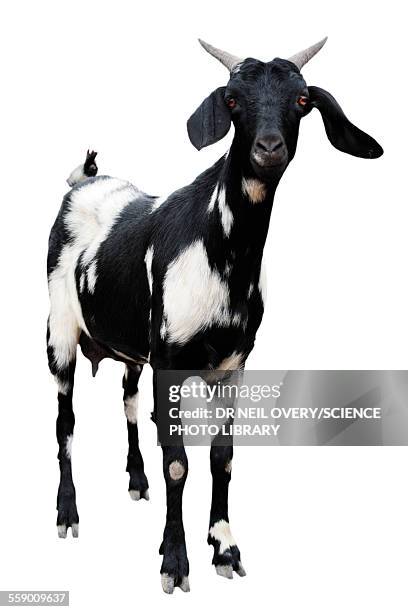 boer goat - goat stock pictures, royalty-free photos & images