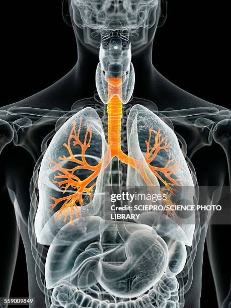 ilustrações, clipart, desenhos animados e ícones de human lungs, illustration - traqueia aparelho respiratório