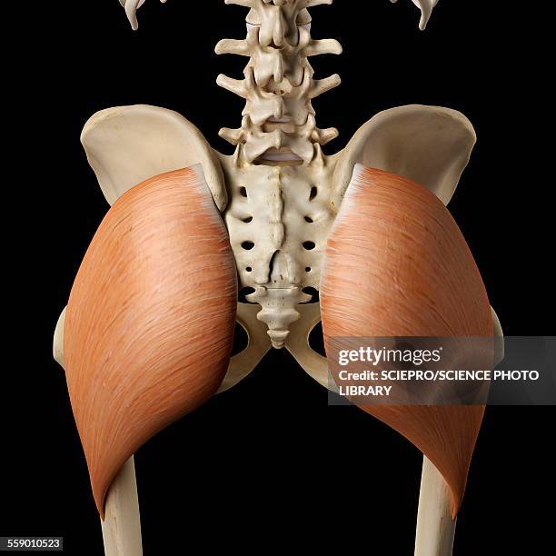 human buttock muscles, illustration - buttock stock illustrations