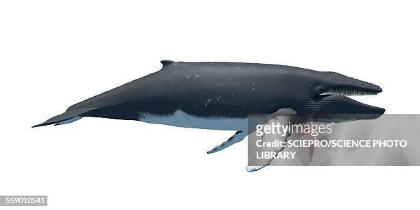 humpback whale, illustration - whale stock illustrations