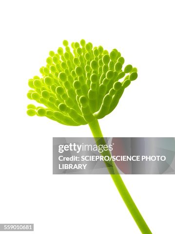 Aspergillus, illustration Aspergillus, illustration