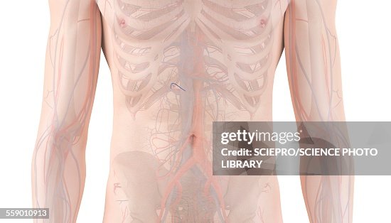 Human vascular system, illustration Human vascular system, illustration
