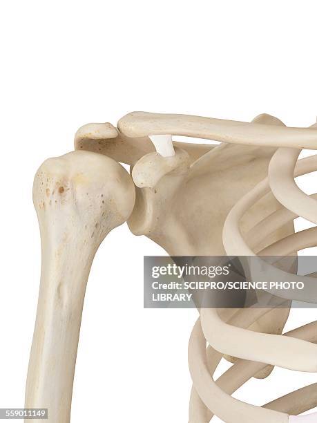 human shoulder joint, illustration - oberarmknochen stock-grafiken, -clipart, -cartoons und -symbole