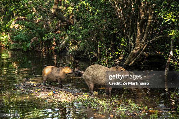 Capybara Island Rio Capybara Rio Photos and Premium High Res Pictures - Getty Images