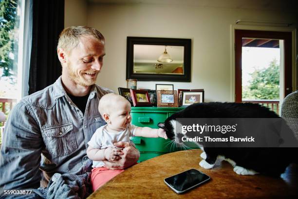 father holding infant daughter as she pets cat - genderblend2015 stock pictures, royalty-free photos & images