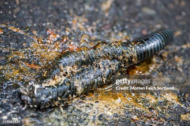 Squish Insect Squished Bug Photos and Premium High Res Pictures - Getty Images