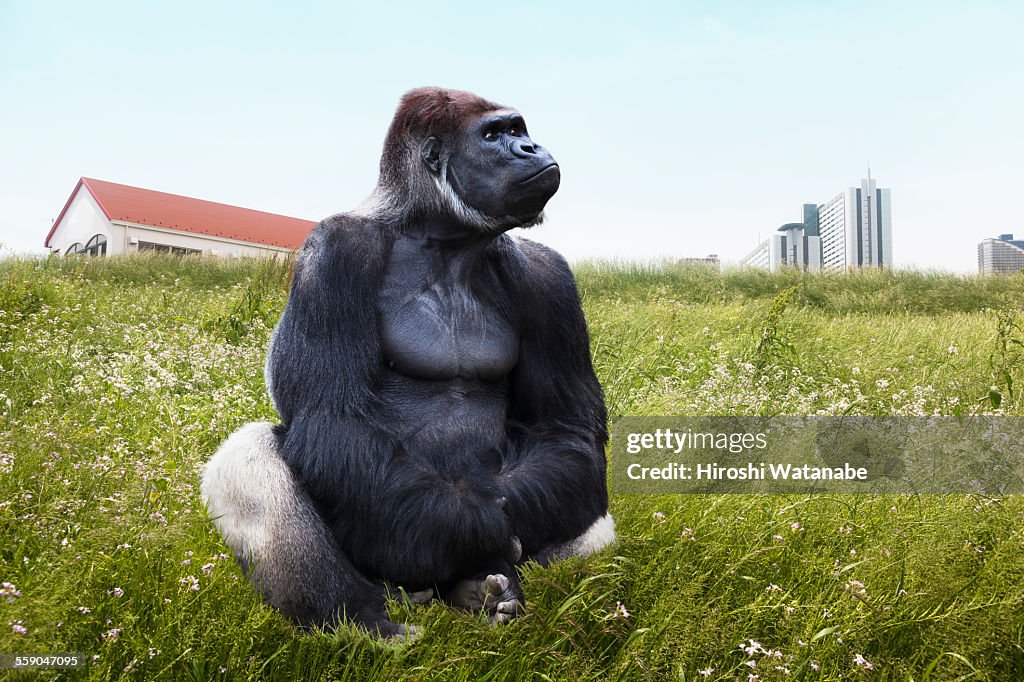 Gorilla sitting on the field