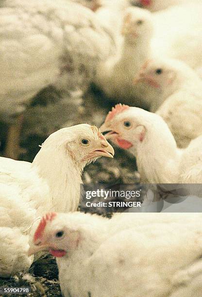 Banja Luka, BOSNIA AND HERCEGOVINA: Chickens are fed at Bosnian Serb Nikola Cvijic's farm in Srbac, near northwestern Bosnian town of Banja Luka, 12...